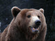 Brown Bear Wall Mural