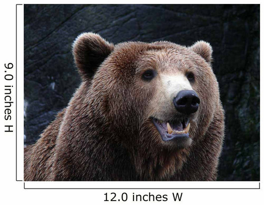 Brown Bear Wall Mural
