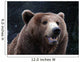 Brown Bear Wall Mural