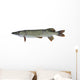 Pike