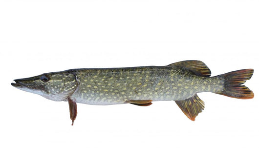 Pike