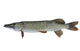 Pike
