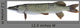 Pike