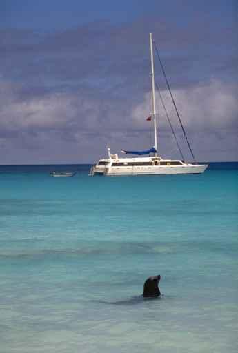 Sealion Yacht Wall Decal