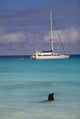 Sealion Yacht Wall Decal