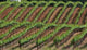 Diagonal Vineyard Rows Wall Decal