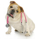 Dog With Stethoscope Wall Decal