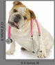 Dog With Stethoscope Wall Decal