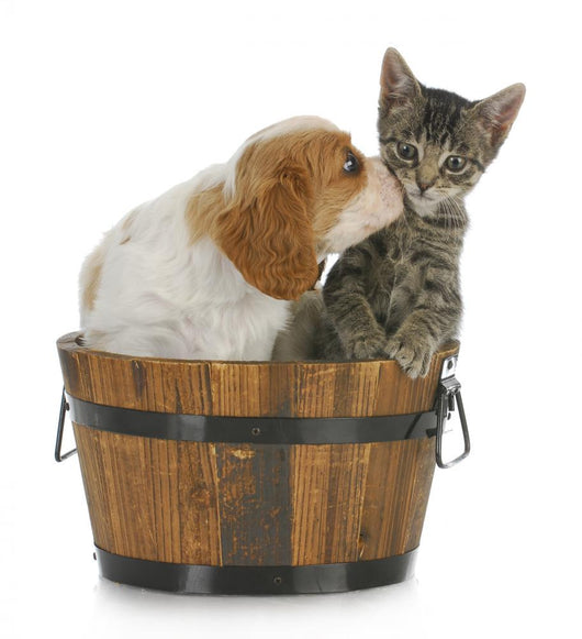 Puppy and Kitten Wall Decal