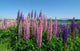 Alpine Lupins Wall Decal