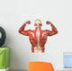Male Back Muscular System