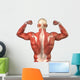Male Back Muscular System