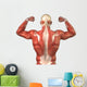 Male Back Muscular System