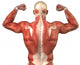 Male Back Muscular System