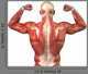 Male Back Muscular System