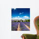 Provence France Lavender / lavender field in Provence, France Wall Mural
