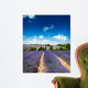 Provence France Lavender / lavender field in Provence, France Wall Mural