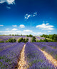 Provence France Lavender / lavender field in Provence, France Wall Mural