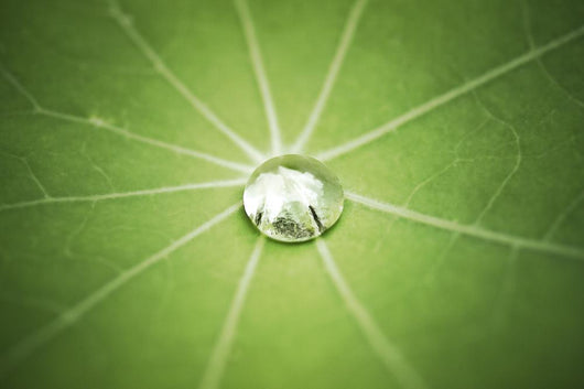 Lotus Leaf with Water Wall Decal