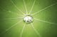 Lotus Leaf with Water Wall Decal