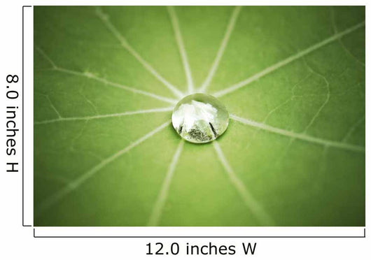 Lotus Leaf with Water Wall Decal