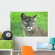 Mountain Lion Grass