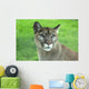 Mountain Lion Grass