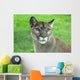 Mountain Lion Grass
