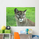Mountain Lion Grass
