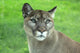 Mountain Lion Grass