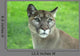 Mountain Lion Grass