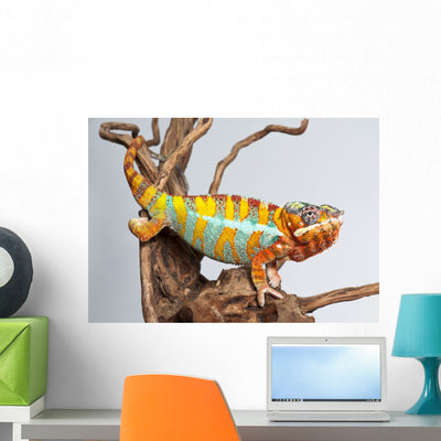 Chameleon Reptile Wall Decal shown on a wall