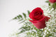 single red rose Wall Decal