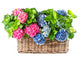 beautiful hortensia on white background. colorful hydrangea in b Wall Mural