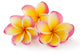 Frangipani Plumiera Frangipanni Wall Decal