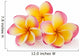 Frangipani Plumiera Frangipanni Wall Decal