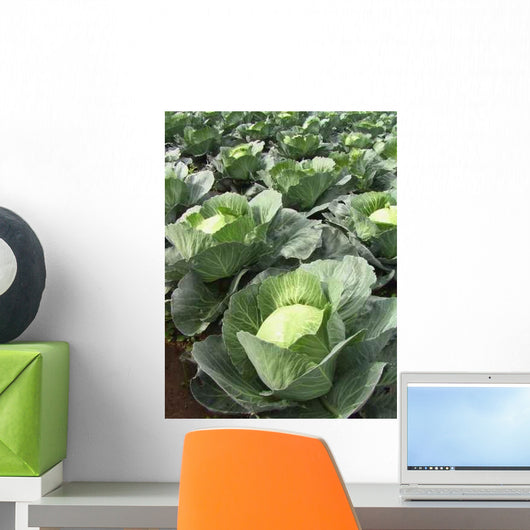 Choux Quintal D'alsace Wall Decal