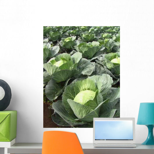 Choux Quintal D'alsace Wall Decal