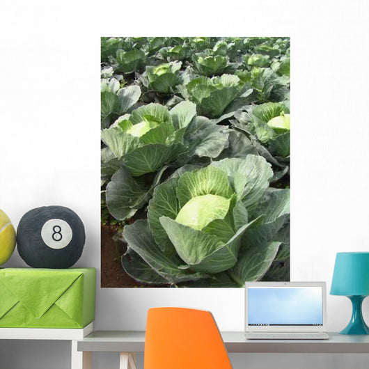 Choux Quintal D'alsace Wall Decal
