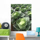 Choux Quintal D'alsace Wall Decal
