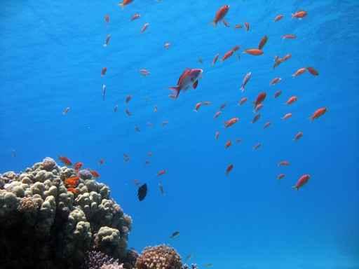 Coral Reef Scene 5 Wall Decal