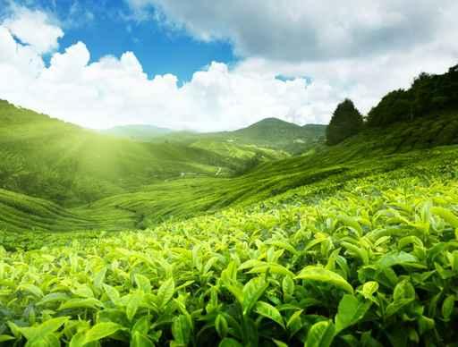 Tea Plantation Cameron Highlands Wall Decal Design 1