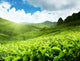 Tea Plantation Cameron Highlands Wall Decal Design 1