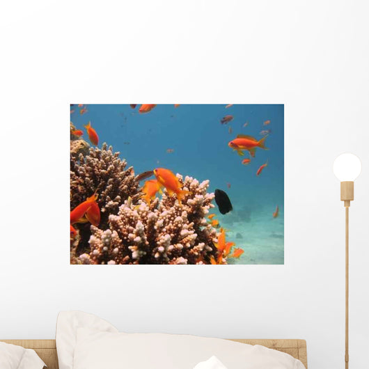 Coral Reef Scene 4 Wall Decal