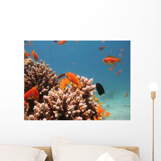 Coral Reef Scene 4 Wall Decal