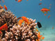 Coral Reef Scene 4 Wall Decal