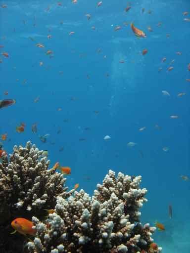 Coral Reef Scene 3 Wall Decal