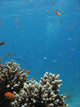 Coral Reef Scene 3 Wall Decal