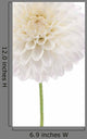 Dahlia Wall Decal