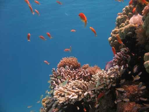 Coral Reef Scene 2 Wall Decal